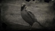 RDR2 Animal EurasianTreeSparrow