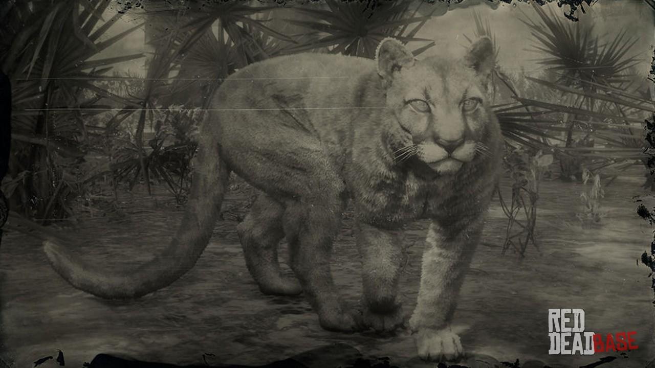 Panther | RDR2 | Map Location & Where To