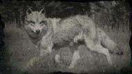 RDR2 Animal GrayWolf