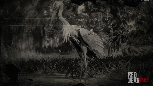 RDR2 Animal GreatBlueHeron