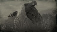 RDR2 Animal GreatGreenMacaw