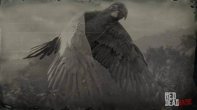 RDR2 Animal GreatGreenMacaw