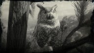 RDR2 Animal GreatHornedOwl