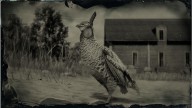 RDR2 Animal GreaterPrairieChicken