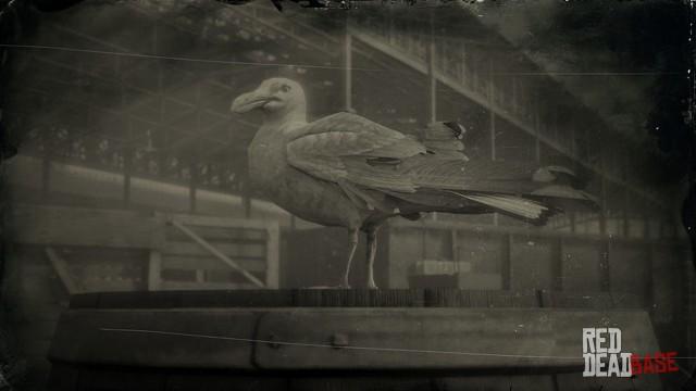 RDR2 Animal HerringGull