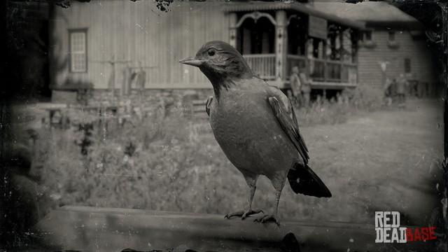 RDR2 Animal HoodedOriole