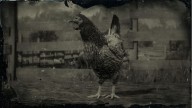 RDR2 Animal JavaChicken