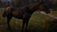 RDR2 Horses AmericanStandardbred BlackAmericanStandardbred 2