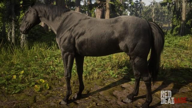 RDR2 Horses AmericanStandardbred BlackAmericanStandardbred 3