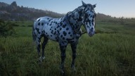 RDR2 Horses Appaloosa LeopardAppaloosa