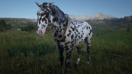 RDR2 Horses Appaloosa LeopardAppaloosa 2