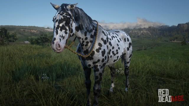 RDR2 Horses Appaloosa LeopardAppaloosa 2