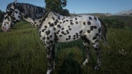 RDR2 Horses Appaloosa LeopardAppaloosa 3