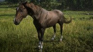 RDR2 Horses MorganHorse FlaxenChestnutMorganHorse