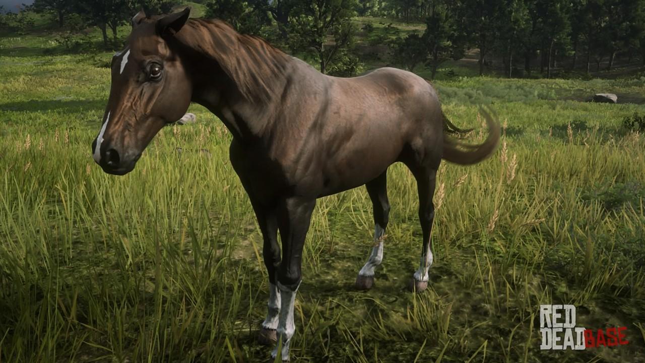 Morgan Horse Red Dead Redemption 2 Horse Breeds Guide Red Dead Redemption 2 Animals Species Wildlife Database Red Dead Redemption 2,Egg Roll Wrapper Recipes Baked