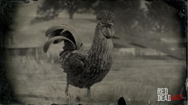 RDR2 Animal JavaRooster