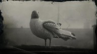 RDR2 Animal LaughingGull