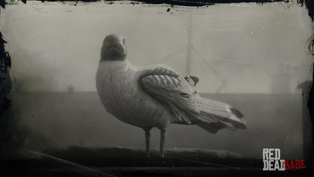 RDR2 Animal LaughingGull