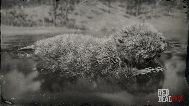 RDR2 Animal LegendaryBeaver