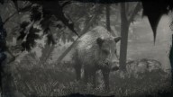 RDR2 Animal LegendaryBoar