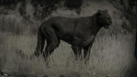 RDR2 Animal LegendaryCougar