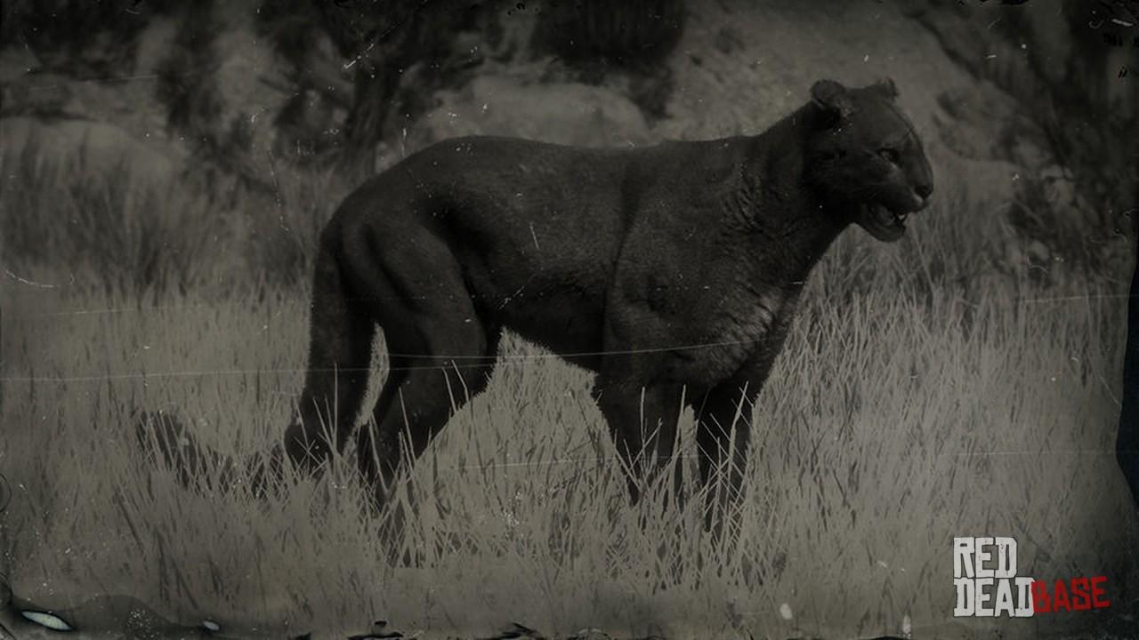 Legendary Cougar | RDR2 Animals Map Location & Where To Find