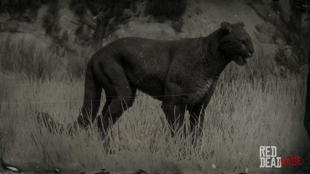 RDR2 Animal LegendaryCougar