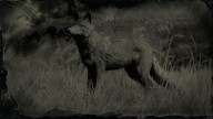 RDR2 Animal LegendaryCoyote