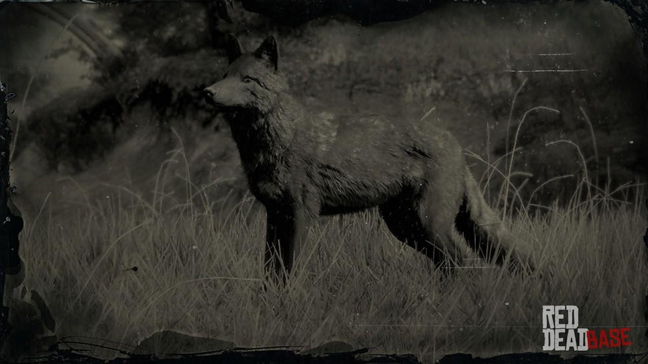 Legendary Coyote | RDR2 Animals | Map Location & Where To Find