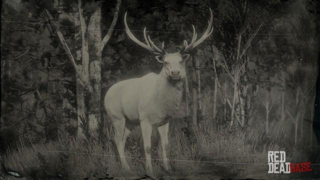 RDR2 Animal LegendaryElk