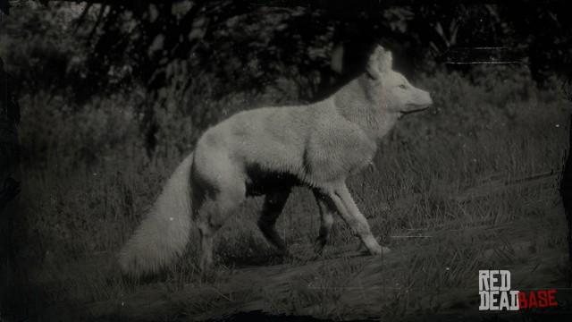 RDR2 Animal LegendaryFox