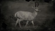 RDR2 Animal LegendaryPronghorn