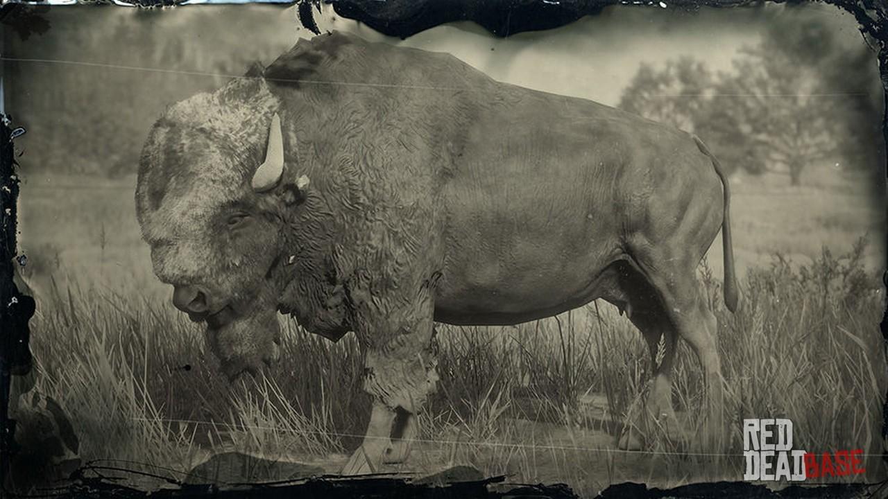 ondsindet forhistorisk samle Legendary Tatanka Bison | RDR2 Animals | Map Location & Where To Find