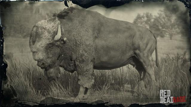 RDR2 Animal LegendaryTatankaBison