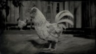 RDR2 Animal LeghornRooster