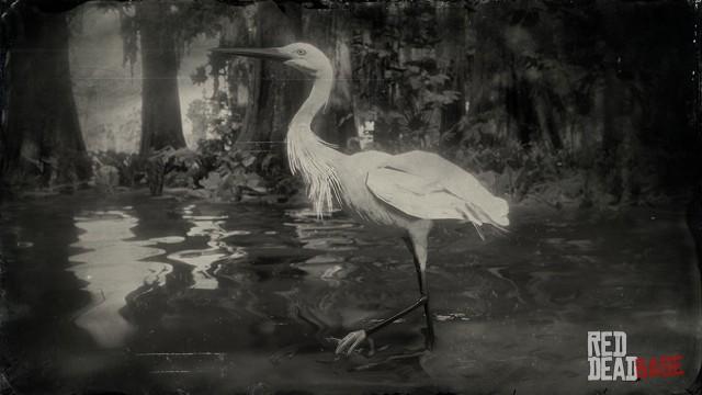 RDR2 Animal LittleEgret