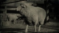 RDR2 Animal MerinoSheep