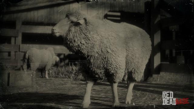 RDR2 Animal MerinoSheep