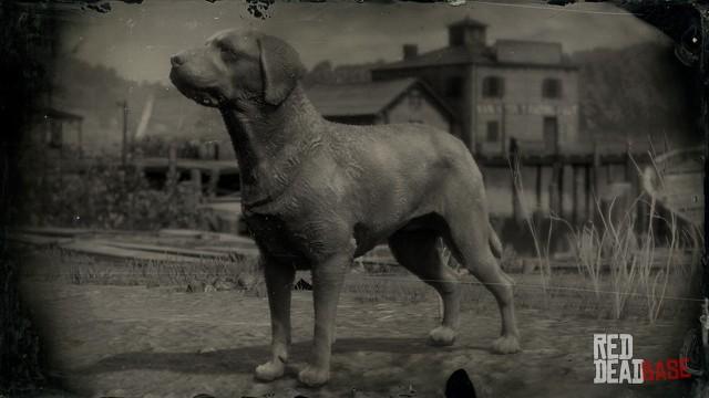 RDR2 Animal Mutt