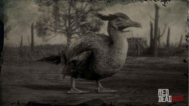 RDR2 Animal NeotropicCormorant