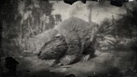 RDR2 Animal NorthAmericanBeaver