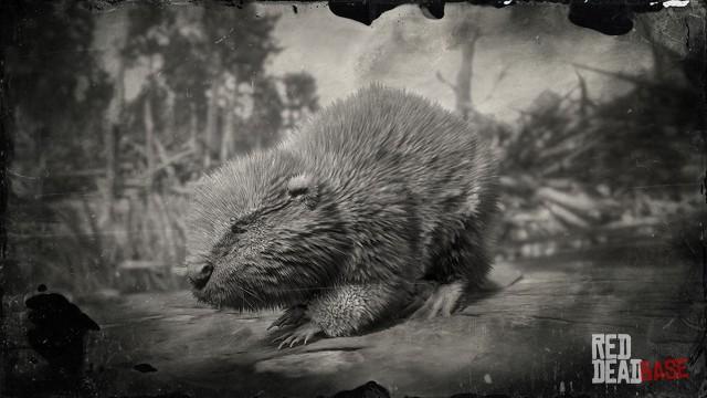 RDR2 Animal NorthAmericanBeaver