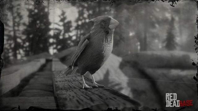 RDR2 Animal NorthernCardinal