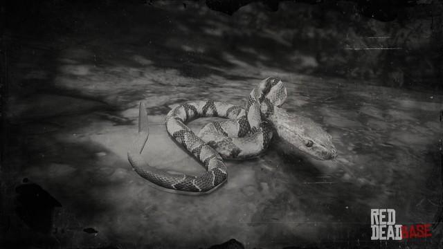 RDR2 Animal NorthernCopperheadSnake