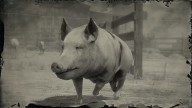 RDR2 Animal OldSpotPig