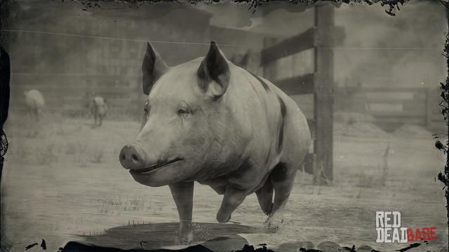 RDR2 Animal OldSpotPig