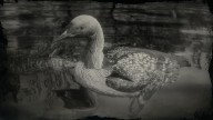 RDR2 Animal PacificLoon