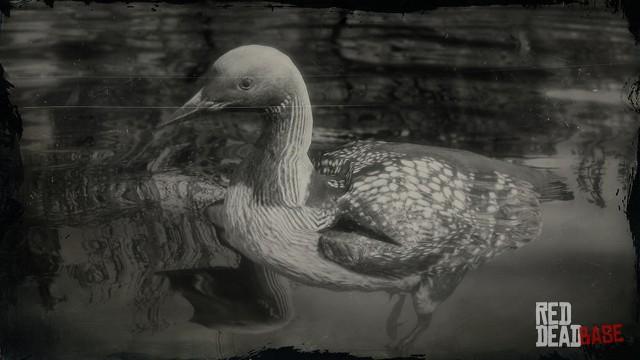 RDR2 Animal PacificLoon