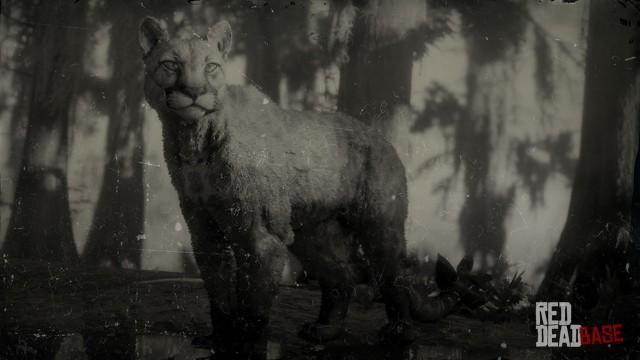 RDR2 Animal Panther