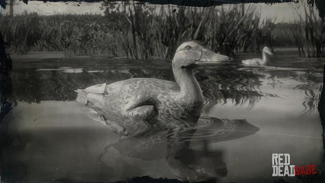 RDR2 Animal PekinDuck